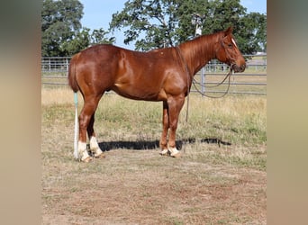 Caballo cuarto de milla, Caballo castrado, 13 años, 152 cm, Ruano alazán