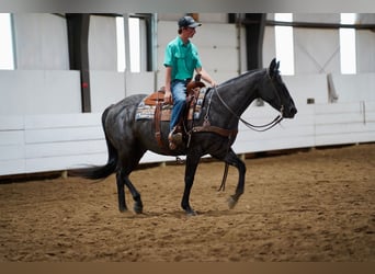 Caballo cuarto de milla, Caballo castrado, 13 años, 152 cm, Ruano azulado