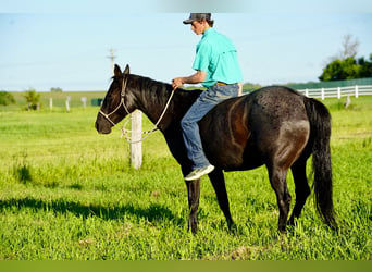 Caballo cuarto de milla, Caballo castrado, 13 años, 152 cm, Ruano azulado