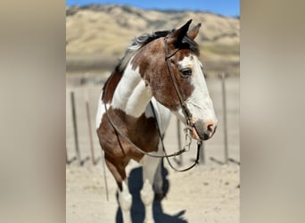 Caballo cuarto de milla, Caballo castrado, 13 años, 152 cm, Tobiano-todas las-capas