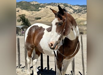 Caballo cuarto de milla, Caballo castrado, 13 años, 152 cm, Tobiano-todas las-capas