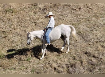 Caballo cuarto de milla, Caballo castrado, 13 años, 152 cm, Tordo