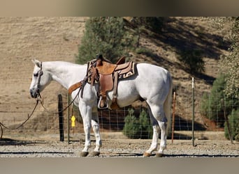 Caballo cuarto de milla, Caballo castrado, 13 años, 152 cm, Tordo
