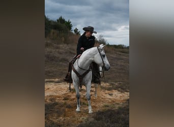 Caballo cuarto de milla, Caballo castrado, 13 años, 152 cm, Tordo