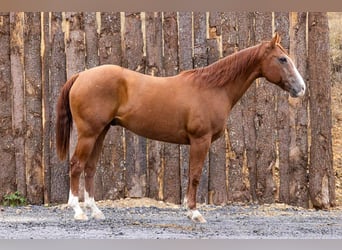 Caballo cuarto de milla, Caballo castrado, 13 años, 155 cm, Alazán-tostado