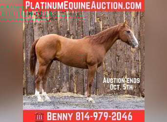 Caballo cuarto de milla, Caballo castrado, 13 años, 155 cm, Alazán-tostado