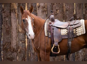 Caballo cuarto de milla, Caballo castrado, 13 años, 155 cm, Alazán-tostado