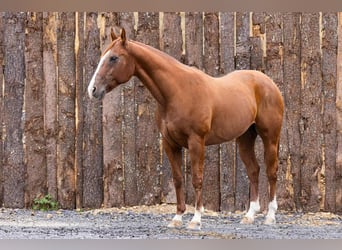Caballo cuarto de milla, Caballo castrado, 13 años, 155 cm, Alazán-tostado