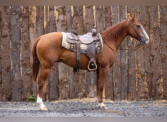 Caballo cuarto de milla, Caballo castrado, 13 años, 155 cm, Alazán-tostado