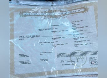 Caballo cuarto de milla, Caballo castrado, 13 años, 155 cm, Alazán-tostado