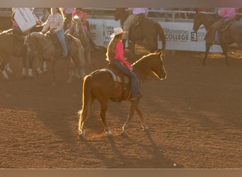 Caballo cuarto de milla, Caballo castrado, 13 años, 155 cm, Alazán-tostado