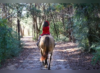 Caballo cuarto de milla, Caballo castrado, 13 años, 155 cm, Buckskin/Bayo