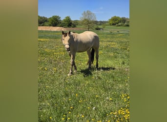 Caballo cuarto de milla, Caballo castrado, 13 años, 155 cm, Champán