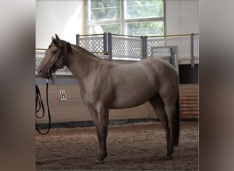 Caballo cuarto de milla, Caballo castrado, 13 años, 155 cm, Champán