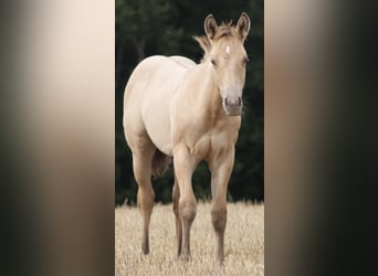 Caballo cuarto de milla, Caballo castrado, 13 años, 155 cm, Champán