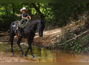 Caballo cuarto de milla, Caballo castrado, 13 años, 155 cm, Negro