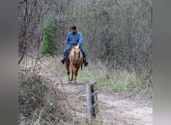 Caballo cuarto de milla, Caballo castrado, 13 años, 155 cm, Palomino