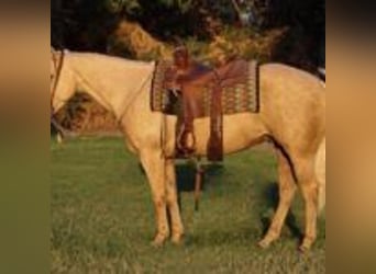 Caballo cuarto de milla, Caballo castrado, 13 años, 155 cm, Palomino