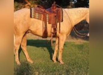 Caballo cuarto de milla, Caballo castrado, 13 años, 155 cm, Palomino