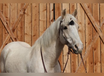 Caballo cuarto de milla, Caballo castrado, 13 años, 155 cm, Palomino