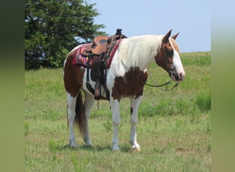 Caballo cuarto de milla, Caballo castrado, 13 años, 155 cm, Tobiano-todas las-capas