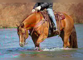 Caballo cuarto de milla, Caballo castrado, 13 años, 157 cm, Alazán-tostado