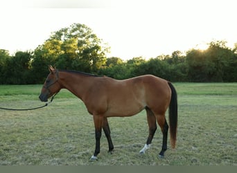 Caballo cuarto de milla, Caballo castrado, 13 años, 157 cm, Castaño rojizo