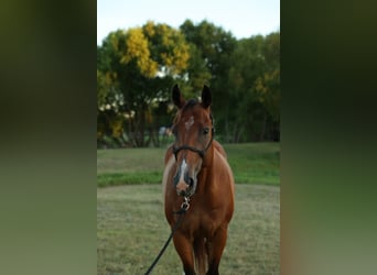 Caballo cuarto de milla, Caballo castrado, 13 años, 157 cm, Castaño rojizo