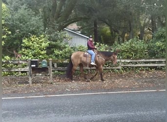 Caballo cuarto de milla, Caballo castrado, 13 años, 160 cm, Bayo