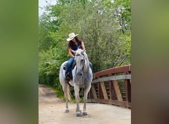 Caballo cuarto de milla, Caballo castrado, 13 años, 160 cm, Tordo