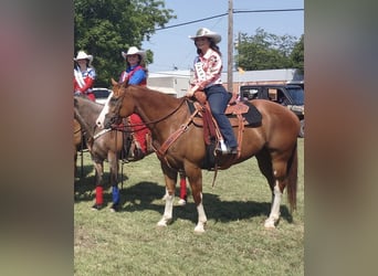 Caballo cuarto de milla, Caballo castrado, 13 años, 163 cm, Alazán-tostado