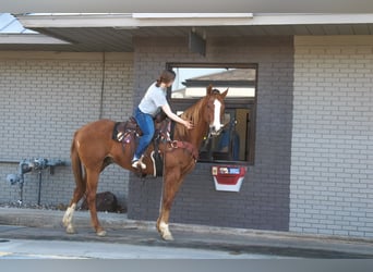 Caballo cuarto de milla, Caballo castrado, 13 años, 163 cm