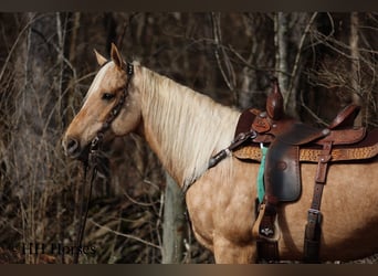 Caballo cuarto de milla, Caballo castrado, 13 años, 163 cm, Palomino