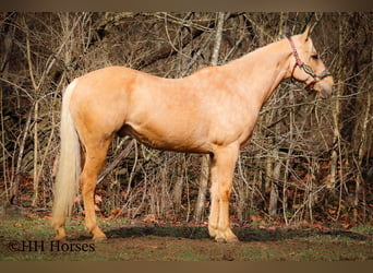 Caballo cuarto de milla, Caballo castrado, 13 años, 163 cm, Palomino