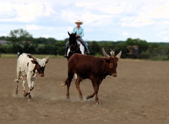 Caballo cuarto de milla, Caballo castrado, 13 años, 170 cm, Tobiano-todas las-capas