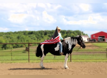 Caballo cuarto de milla, Caballo castrado, 13 años, 170 cm, Tobiano-todas las-capas