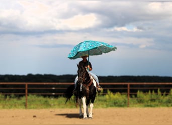 Caballo cuarto de milla, Caballo castrado, 13 años, 170 cm, Tobiano-todas las-capas