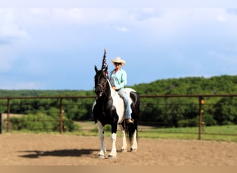 Caballo cuarto de milla, Caballo castrado, 13 años, 170 cm, Tobiano-todas las-capas