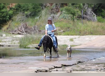 Caballo cuarto de milla, Caballo castrado, 13 años, 91 cm, Tobiano-todas las-capas