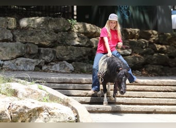 Caballo cuarto de milla, Caballo castrado, 13 años, 91 cm, Tobiano-todas las-capas