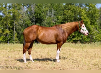 Caballo cuarto de milla, Caballo castrado, 13 años, Alazán rojizo