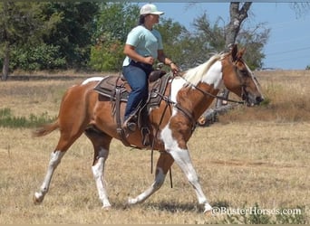 Caballo cuarto de milla, Caballo castrado, 13 años, Alazán rojizo