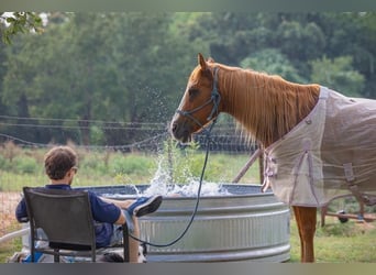 Caballo cuarto de milla, Caballo castrado, 13 años, Alazán-tostado