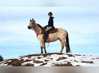 Caballo cuarto de milla, Caballo castrado, 13 años, Buckskin/Bayo