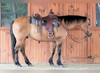 Caballo cuarto de milla, Caballo castrado, 13 años, Buckskin/Bayo