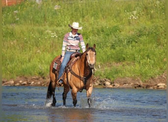 Caballo cuarto de milla, Caballo castrado, 13 años, Buckskin/Bayo