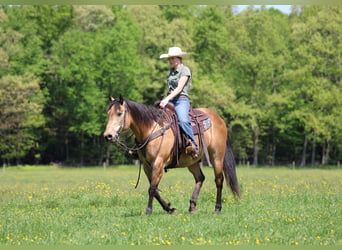 Caballo cuarto de milla, Caballo castrado, 13 años, Buckskin/Bayo