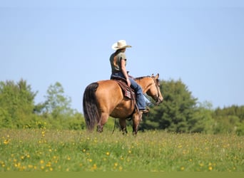 Caballo cuarto de milla, Caballo castrado, 13 años, Buckskin/Bayo