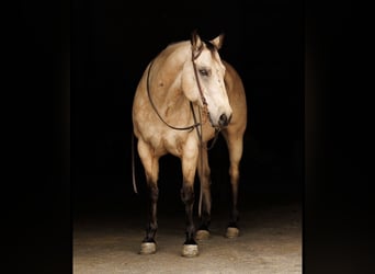 Caballo cuarto de milla, Caballo castrado, 13 años, Buckskin/Bayo