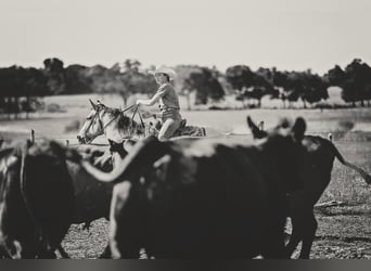 Caballo cuarto de milla, Caballo castrado, 13 años, Buckskin/Bayo